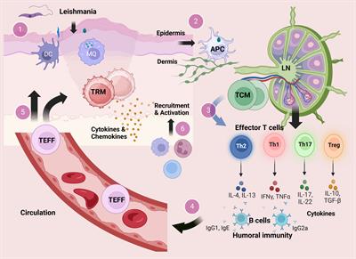 Memory T cells: promising biomarkers for evaluating protection and vaccine efficacy against leishmaniasis